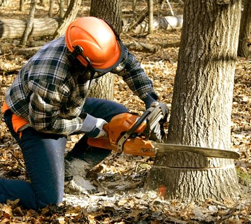 Tree Removal in Scurry, TX